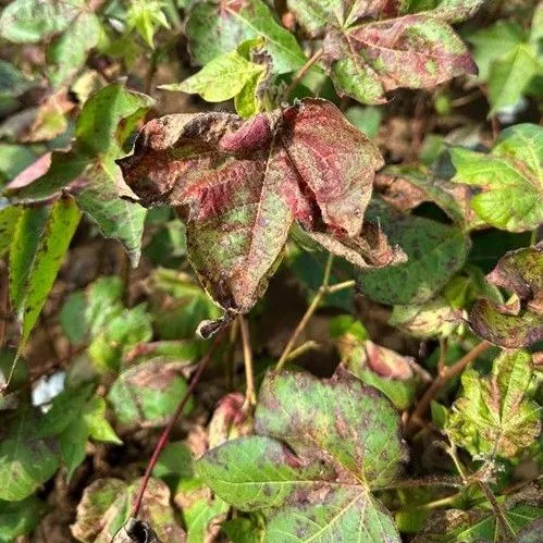thumbnail for publication: Potassium Deficiency in Cotton: Causes, Symptoms, and Considerations
